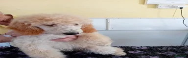Standard Poodle 1
