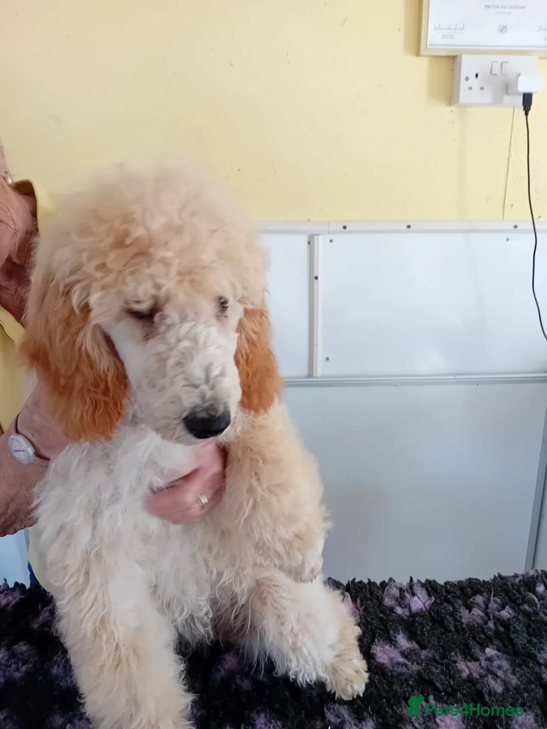 Standard Poodle dogs for sale: Last female Moyen Poodle puppy ready now - Advert 1