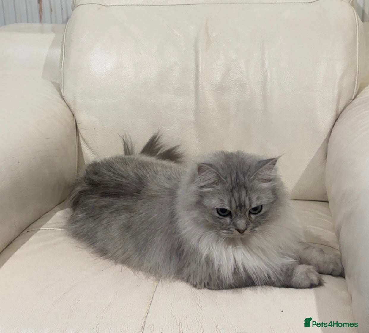 British Longhair cats British longhair  - Advert 1