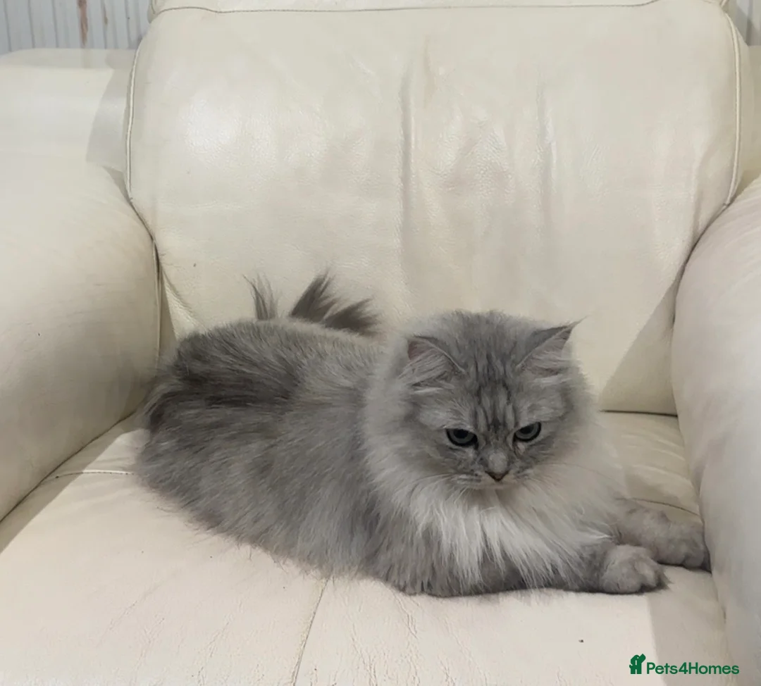 British Longhair cats for sale: British longhair  in Dewsbury - Advert 1