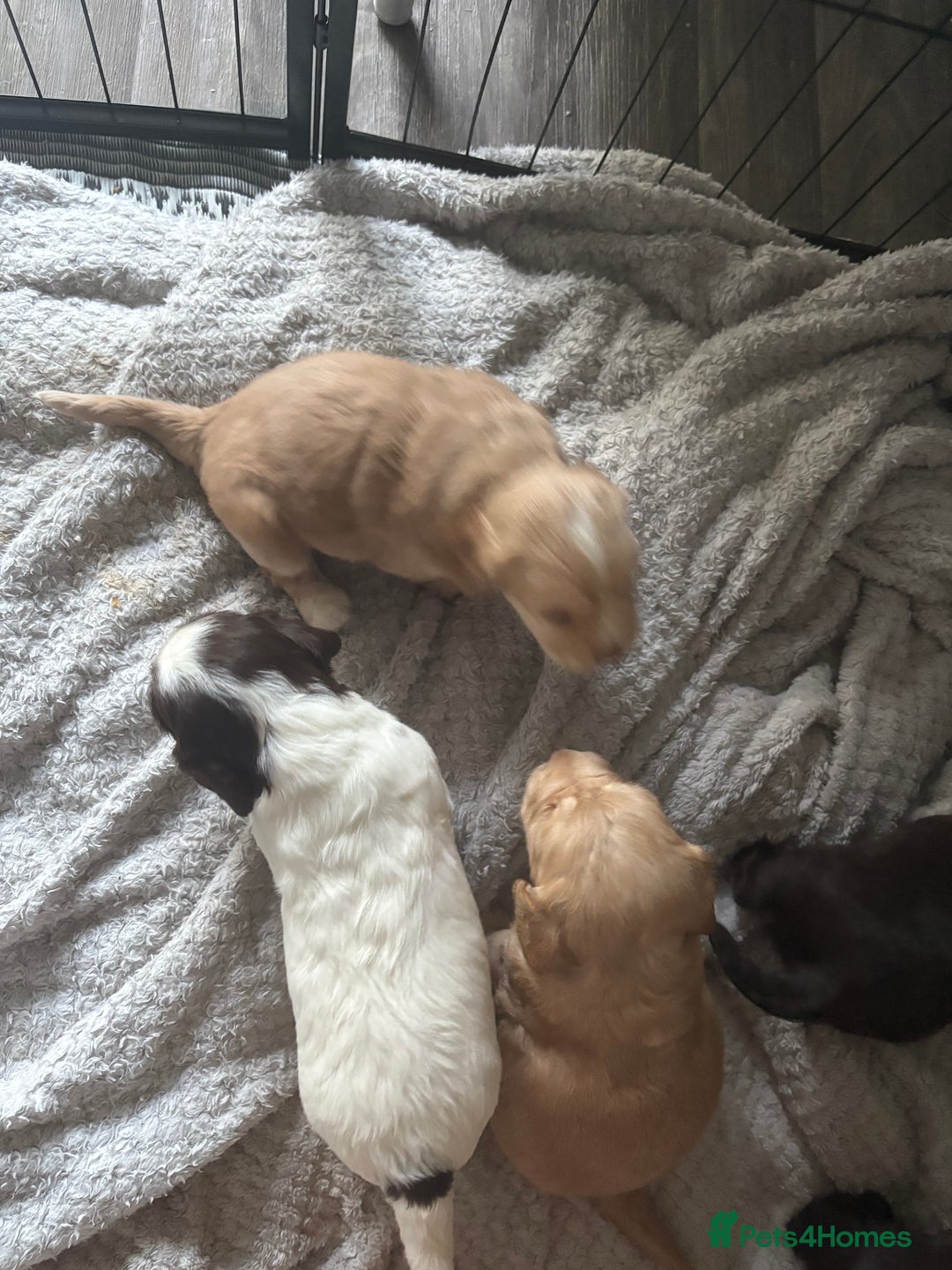 Cocker Spaniel dogs for sale: KC FTCH working cocker spaniel puppy’s  - Image 32