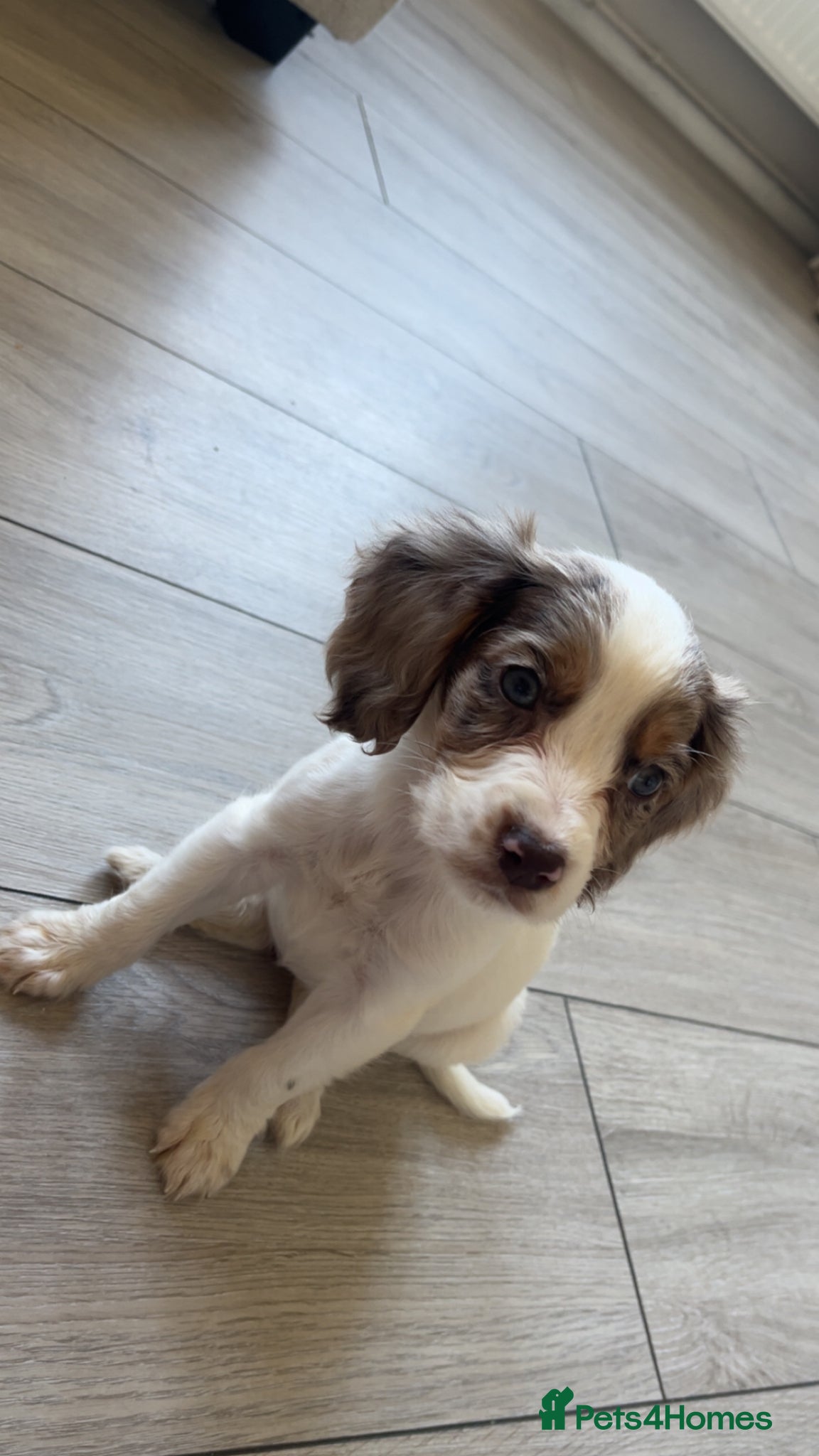 Cocker Spaniel dogs Cocker spaniel girl for sale  - Advert 6