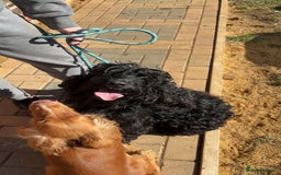 Cocker Spaniel dogs for sale: Cocker Spaniel puppies - Image 6