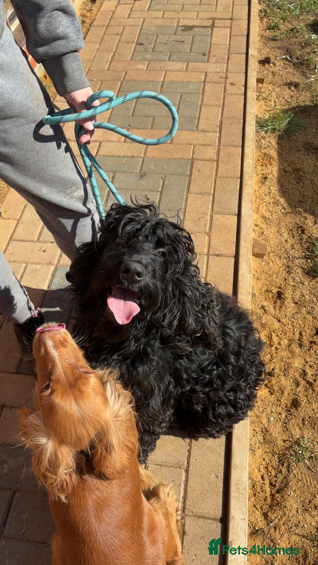 Cocker Spaniel dogs for sale: Cocker Spaniel puppies - Image 6