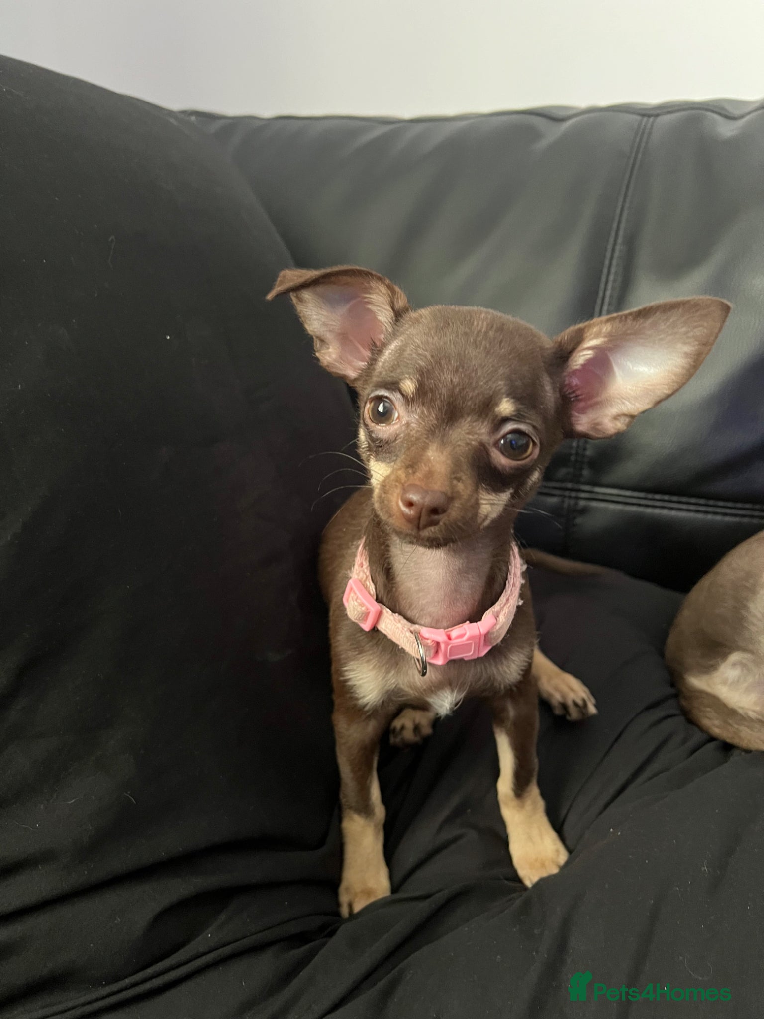 Chihuahua dogs Beautiful chocolate and tan tiny girl - Advert 9
