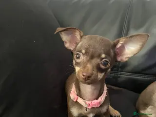 Chihuahua dogs Beautiful chocolate and tan tiny girl - Advert 4