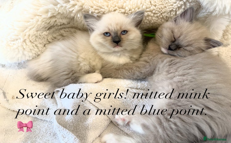 Ragdoll cats - Advert 2