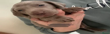Weimaraner Puppy 4