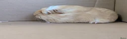 Guinea Pig rodents for sale: 2 female guinea pigs - Advert 2