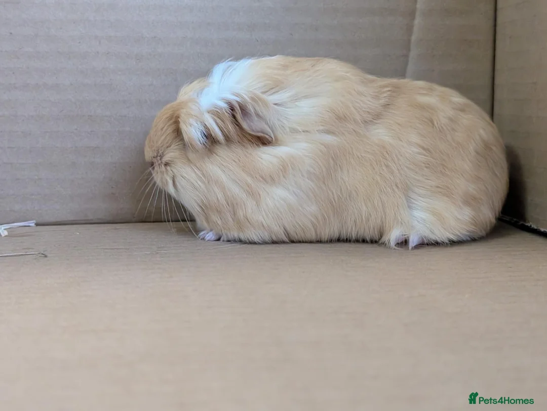 Guinea Pig rodents for sale: 2 female guinea pigs - Advert 2