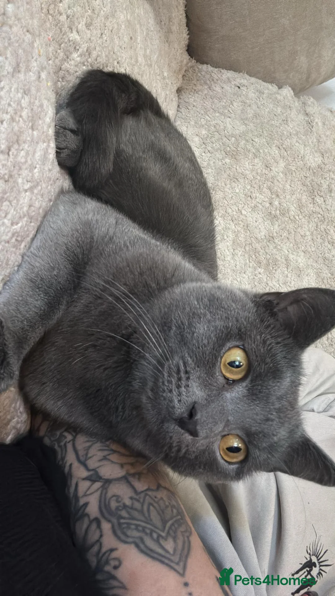 British Shorthair cats for sale: Male Blue cat - Advert 3