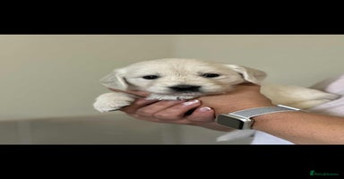 Golden Retriever dogs - Advert 3