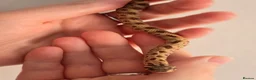 Snake reptiles for sale: Extreme Red Purple line Western Hognose CB26 - Advert 4