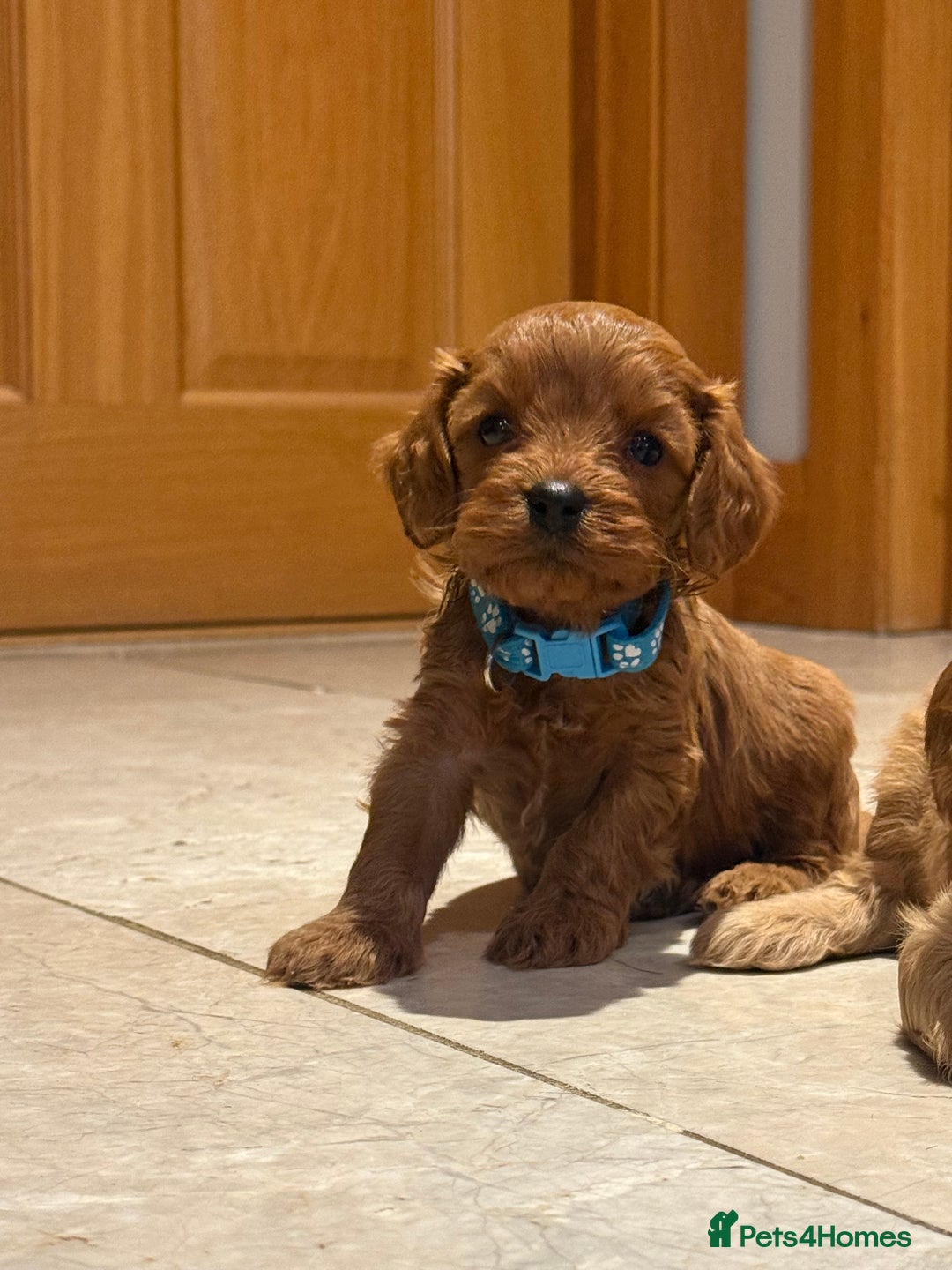 Cavapoo dogs for sale: Happy, healthy, playful litter of red cavapoos   - Advert 3