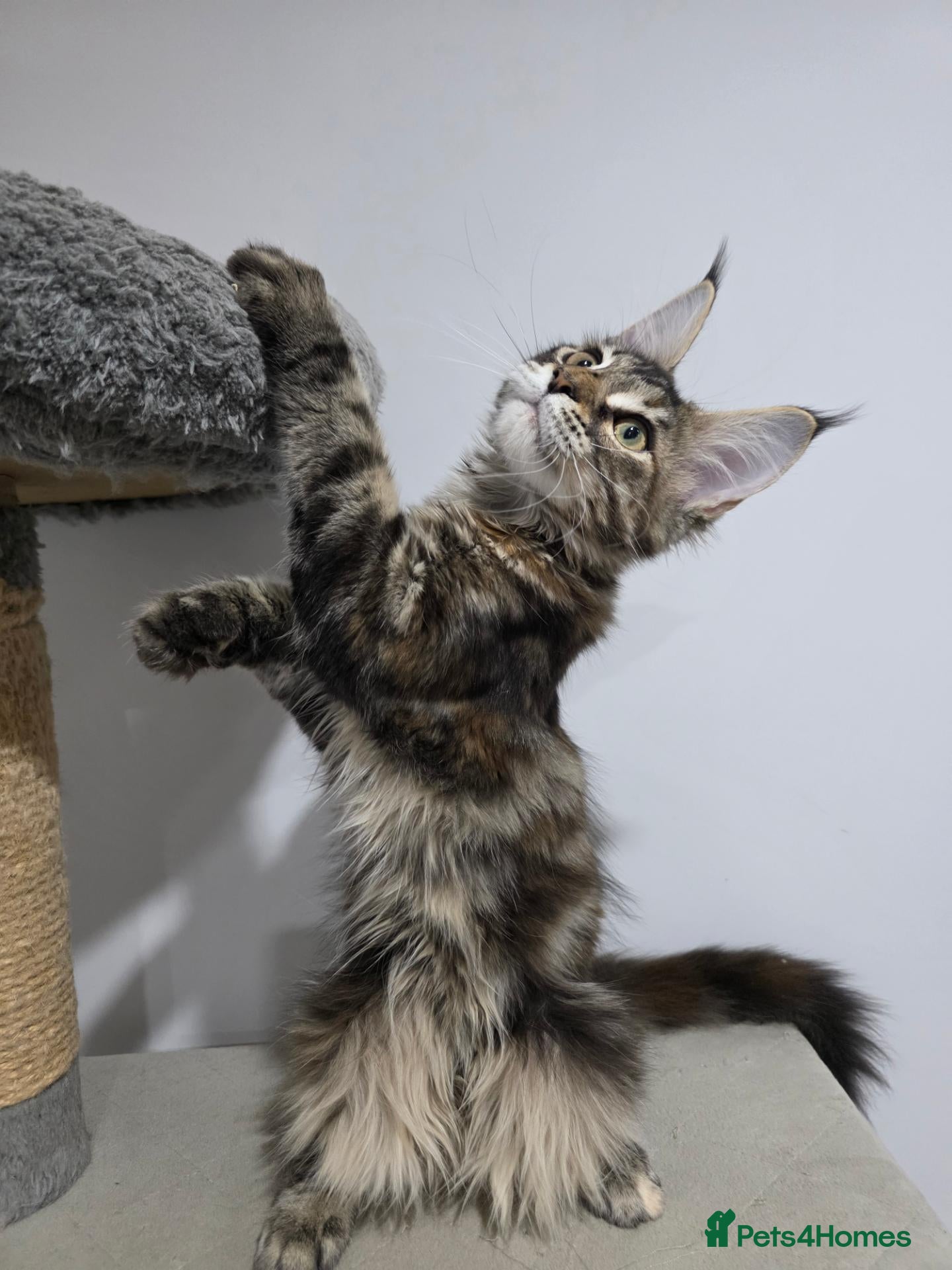 Maine Coon cats TICA Maine Coon Kittens | Russian Bloodlines - Advert 2