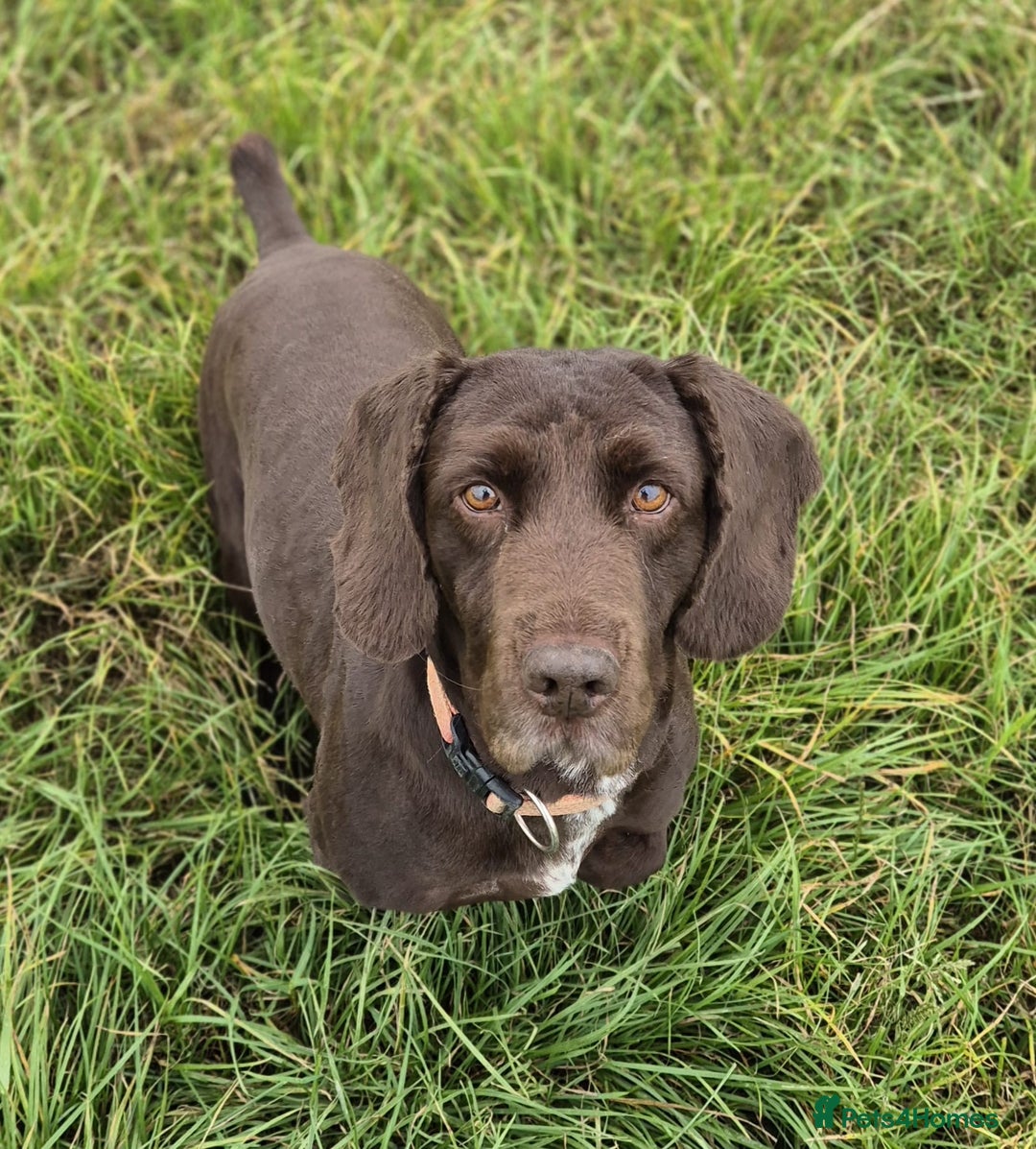 Cocker Spaniel dogs for sale: Mac - searching for a forever family  - Advert 5