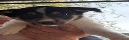Border Collie dogs for sale: Boarder collie  - Advert 16