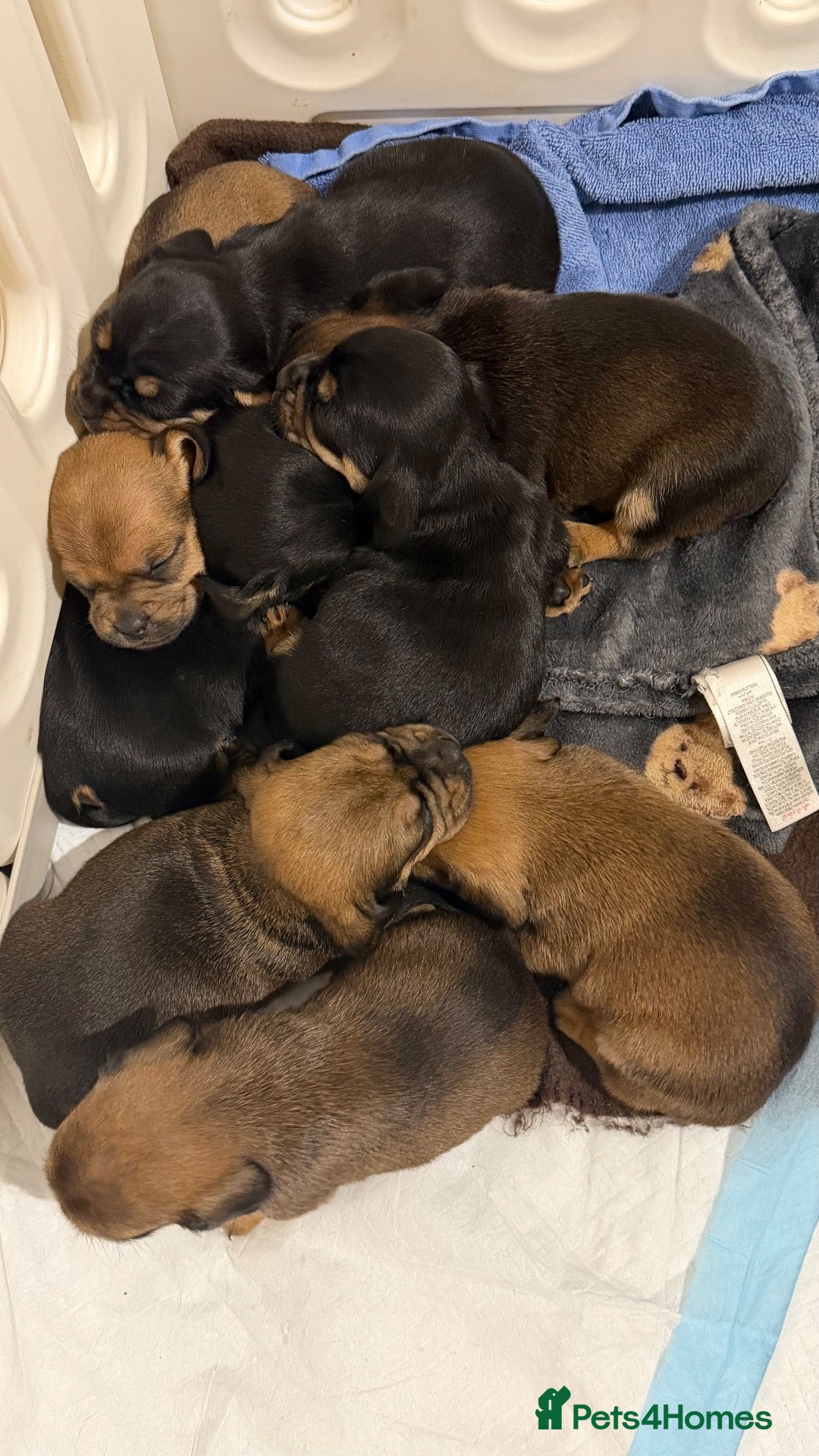 Mixed Breed dogs Dachshund cross Frenchie - Advert 12