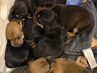 Mixed Breed dogs Dachshund cross Frenchie - Advert 2