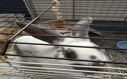 Mixed Breed rabbits for sale: Lovely cuddly bunny - Image 2