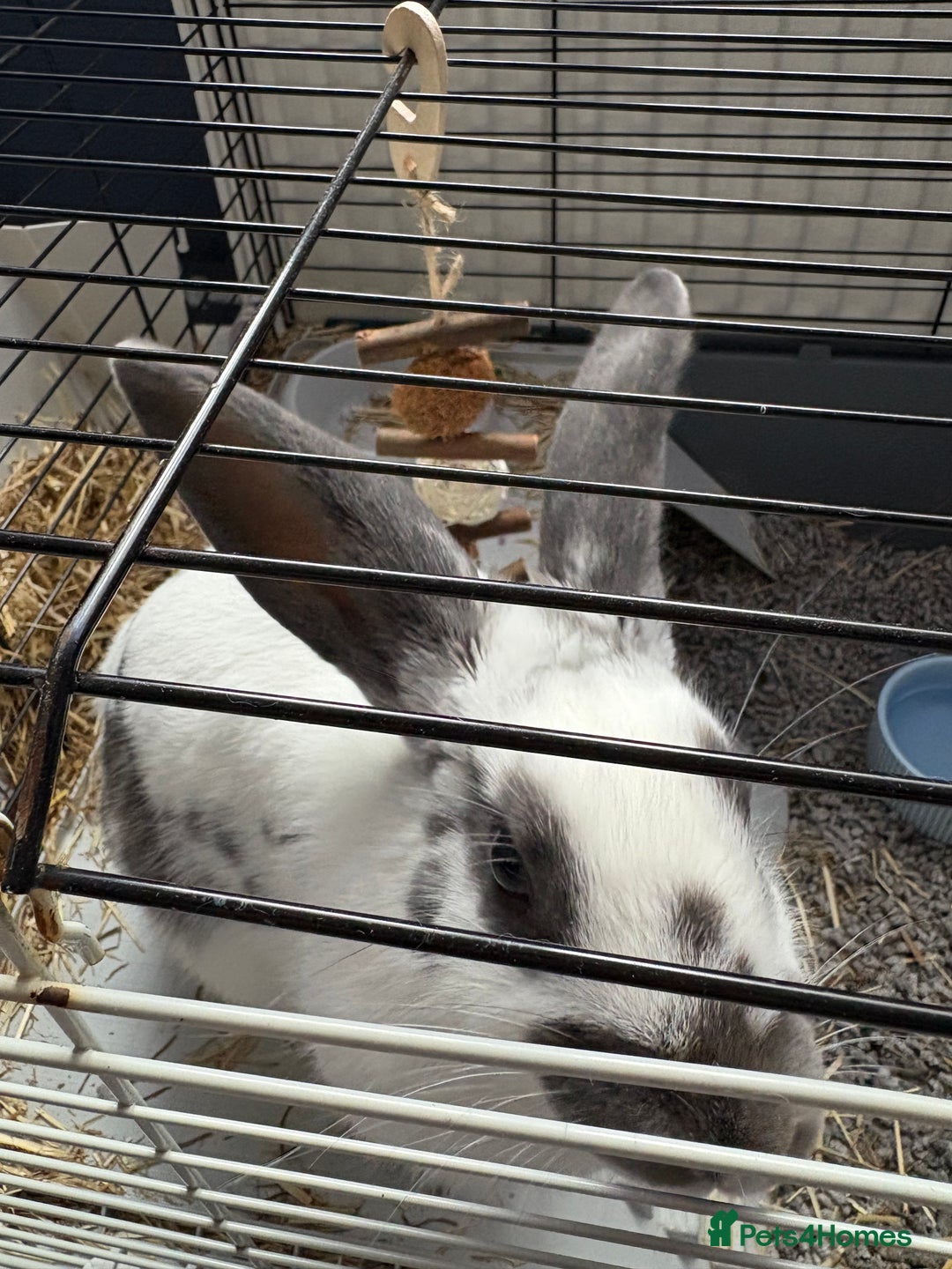 Mixed Breed rabbits for sale: Lovely cuddly bunny - Image 2