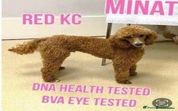 Mixed Breed dogs for sale: Shipoo puppies Shiba x poodle available  - Image 10