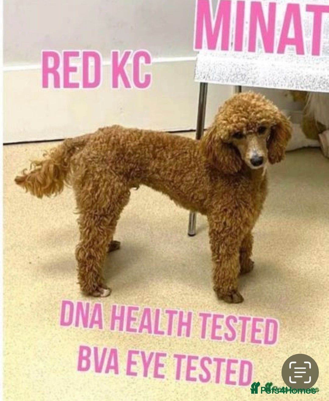 Mixed Breed dogs for sale: Shipoo puppies Shiba x poodle available  - Image 10