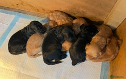 Cockapoo dogs for sale: 8 gorgeous Cockapoos  - Image 17