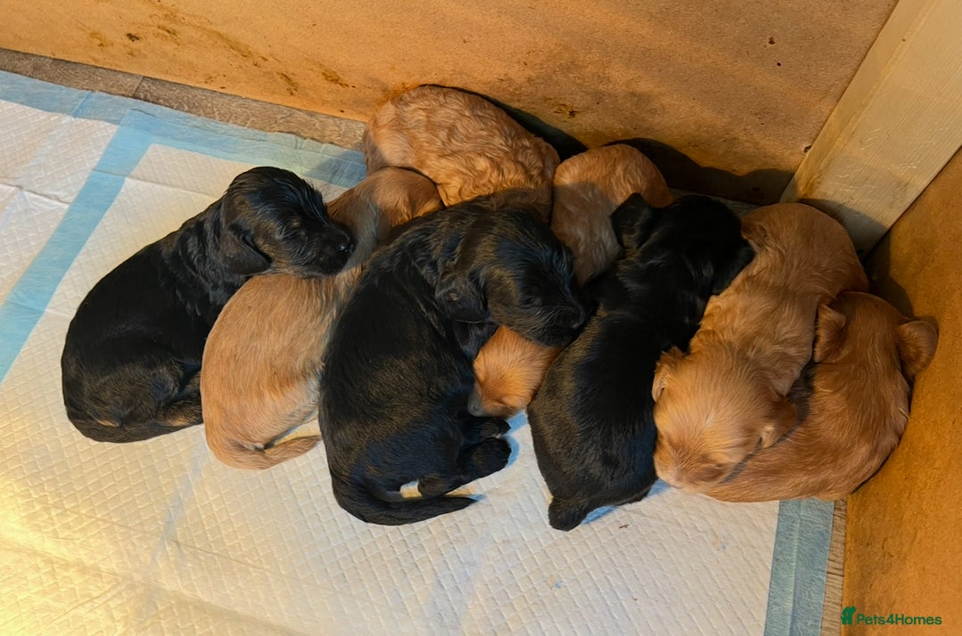 Cockapoo dogs for sale: 8 gorgeous Cockapoos  - Image 17