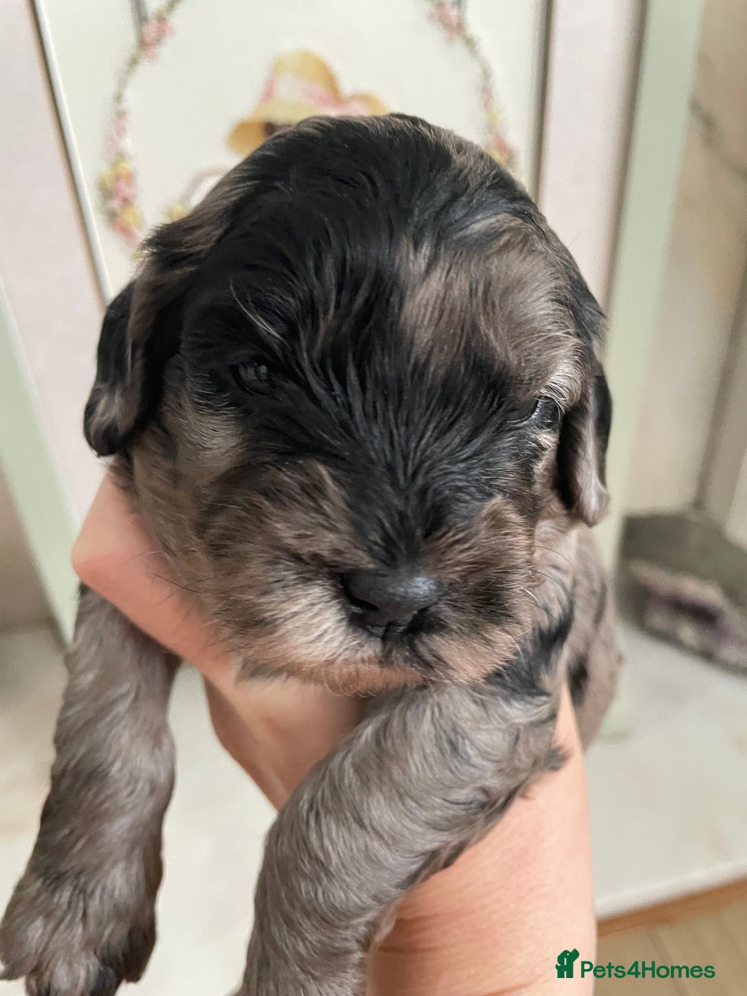 Cavapoo dogs for sale: F1 cavapoos puppies DNA Clear  - Image 13