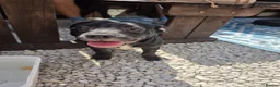 Mixed Breed dogs for sale: 🐶French Bulldog x Border Collie Puppies🐶 - Advert 9