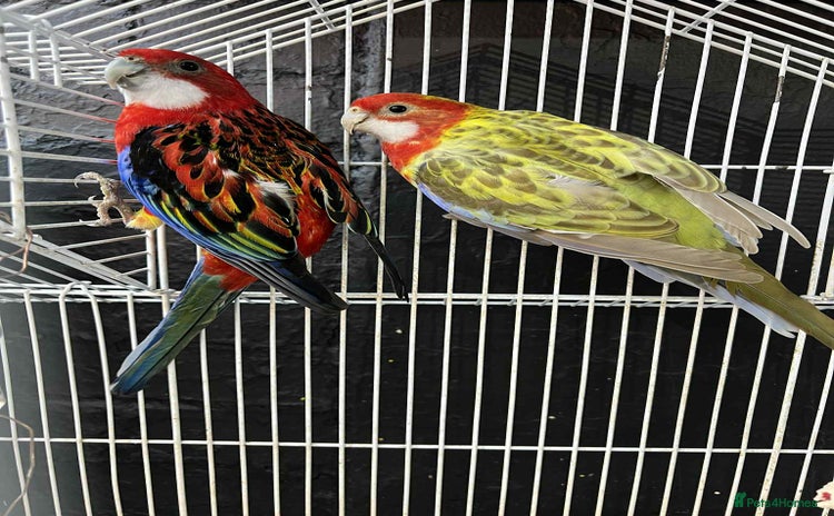Parrots birds - Advert 1