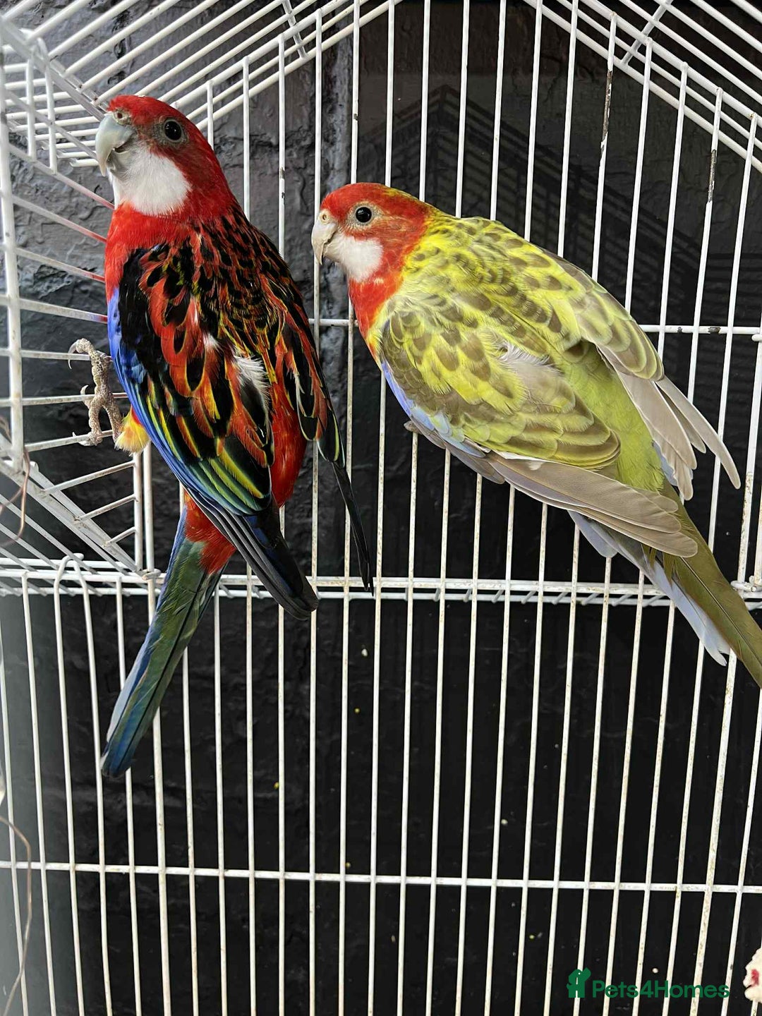 Parrots birds for sale: Rosella - Image 1