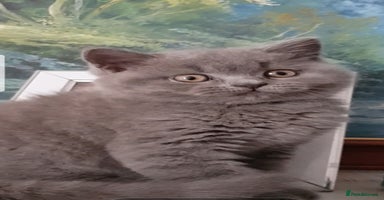 British Shorthair cats - Advert 13
