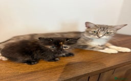 Siberian cats for sale: Full stunning siberian kittens for sale - Image 8