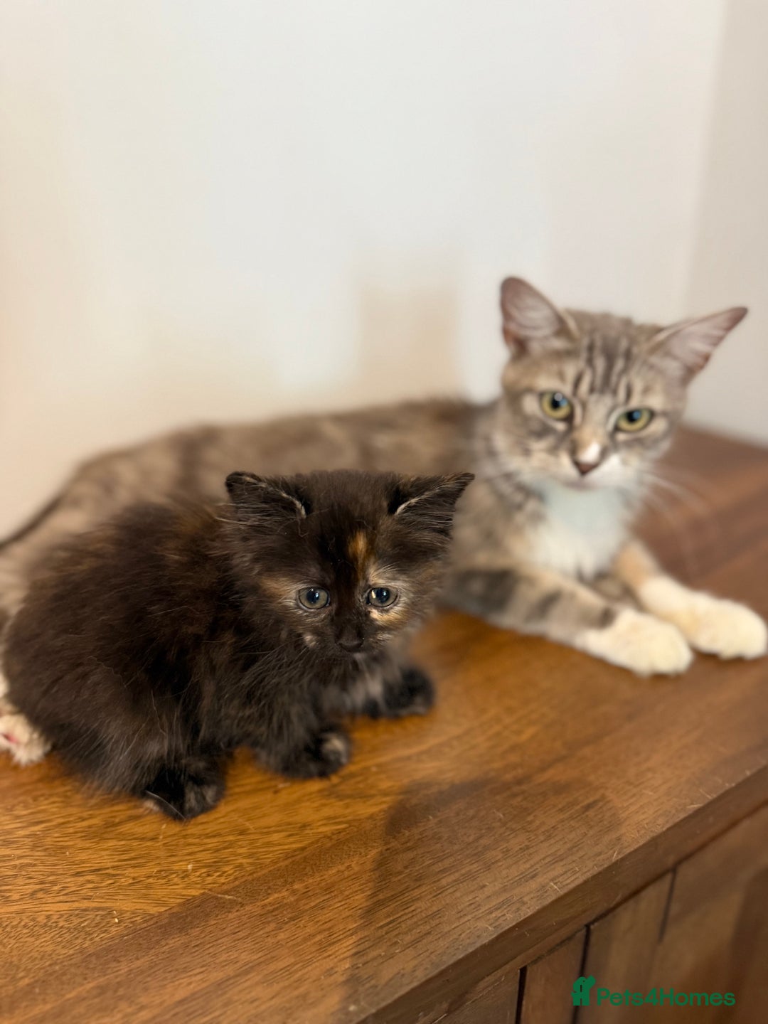 Siberian cats for sale: Full stunning siberian kittens for sale - Image 8