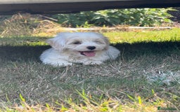 Maltipoo dogs for sale: 🌟 READY NOW 🌟 F1 Maltipoos  - Image 9