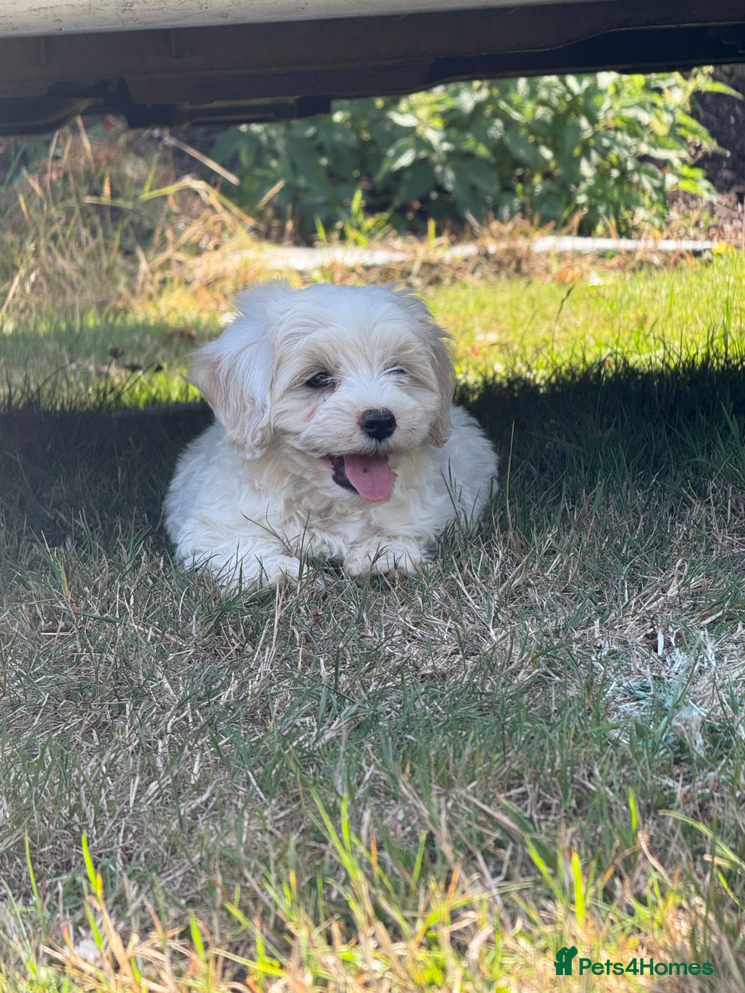 Maltipoo dogs for sale: 🌟 READY NOW 🌟 F1 Maltipoos  - Image 9