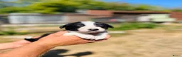 Border Collie dogs for sale: Beautiful collie puppies in Wells - Advert 3