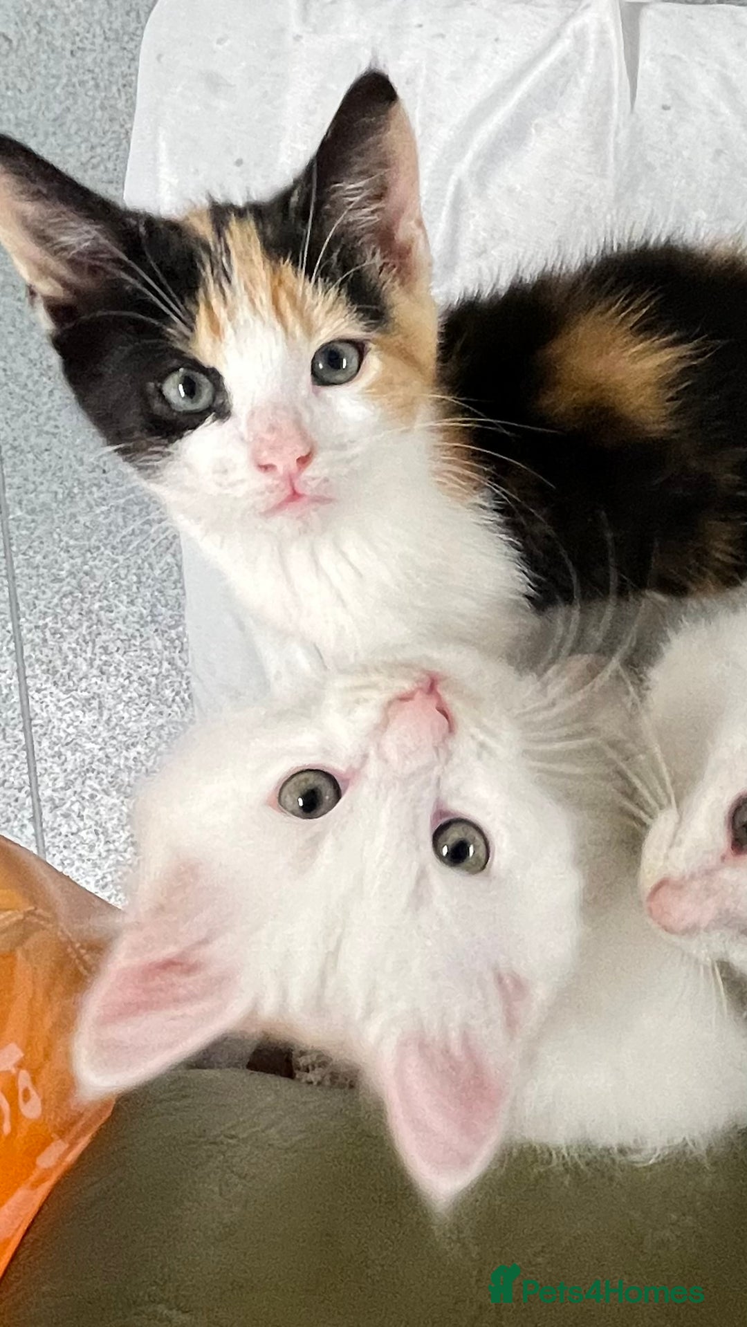 Turkish Angora cats for sale: Adorable 8-Week-Old Kittens Ready Now 🐾 - Image 6