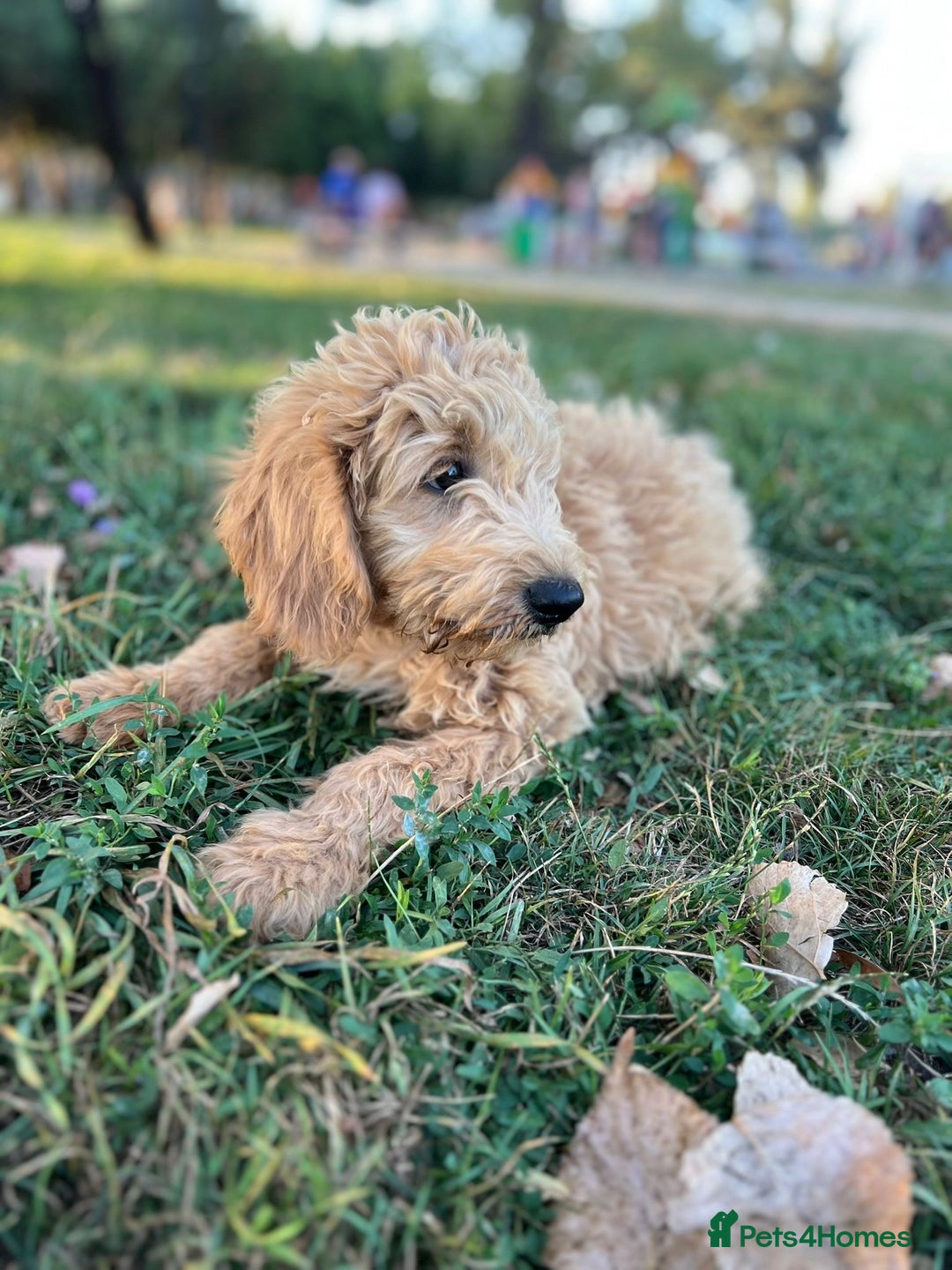 Goldendoodle dogs for sale: Goldendoodle Puppies–Ready for Their Forever Homes - Image 13