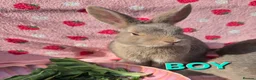 Mixed Breed rabbits for sale: 4 very tame Blue fawn plush mini lop rabbit - Advert 3