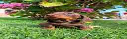 Miniature Dachshund dogs for sale: Kc reg, health tested,miniature dachshund puppies  - Advert 5