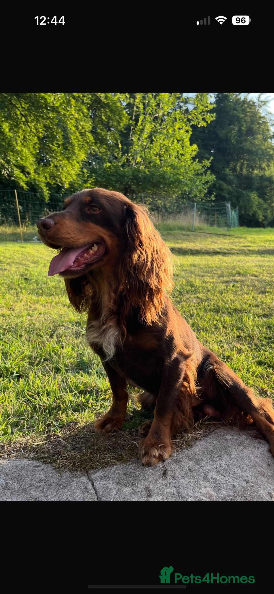 Cocker Spaniel dogs for sale: Kc registered cocker spaniels - Image 15