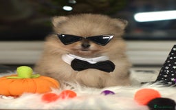 Pomeranian dogs for sale: ✨Tiny Teddy Face 🐻 KC Registered Parents ✨ - Image 4