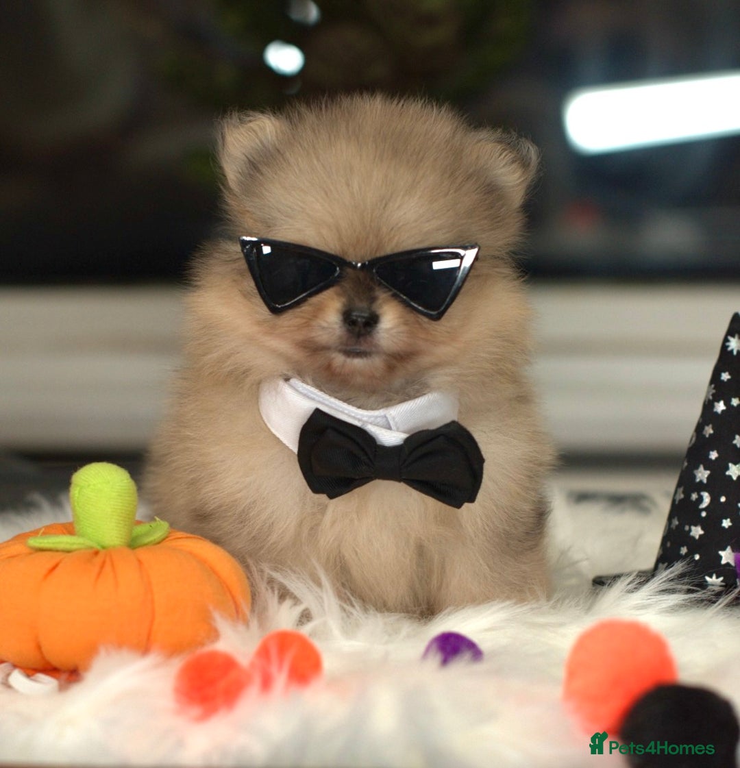 Pomeranian dogs for sale: ✨Tiny Teddy Face 🐻 KC Registered Parents ✨ - Image 4