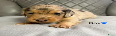 Dachshund Puppy 2