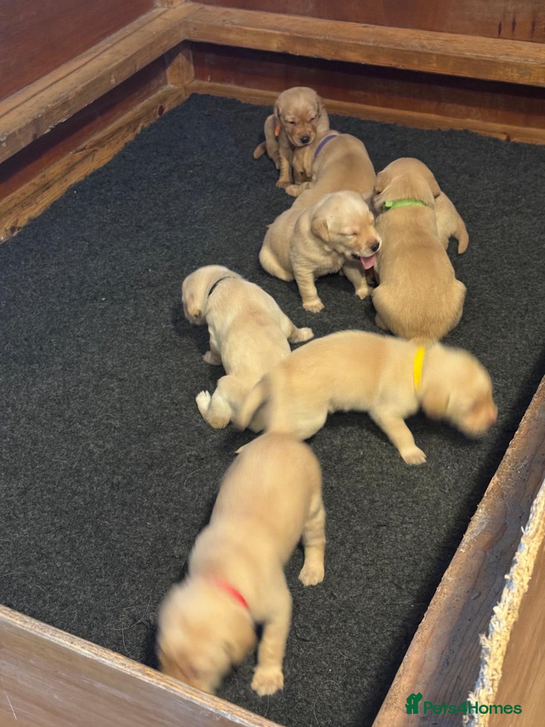 Labrador Retriever dogs for sale: Labrador Retrievers For Sale - Image 18