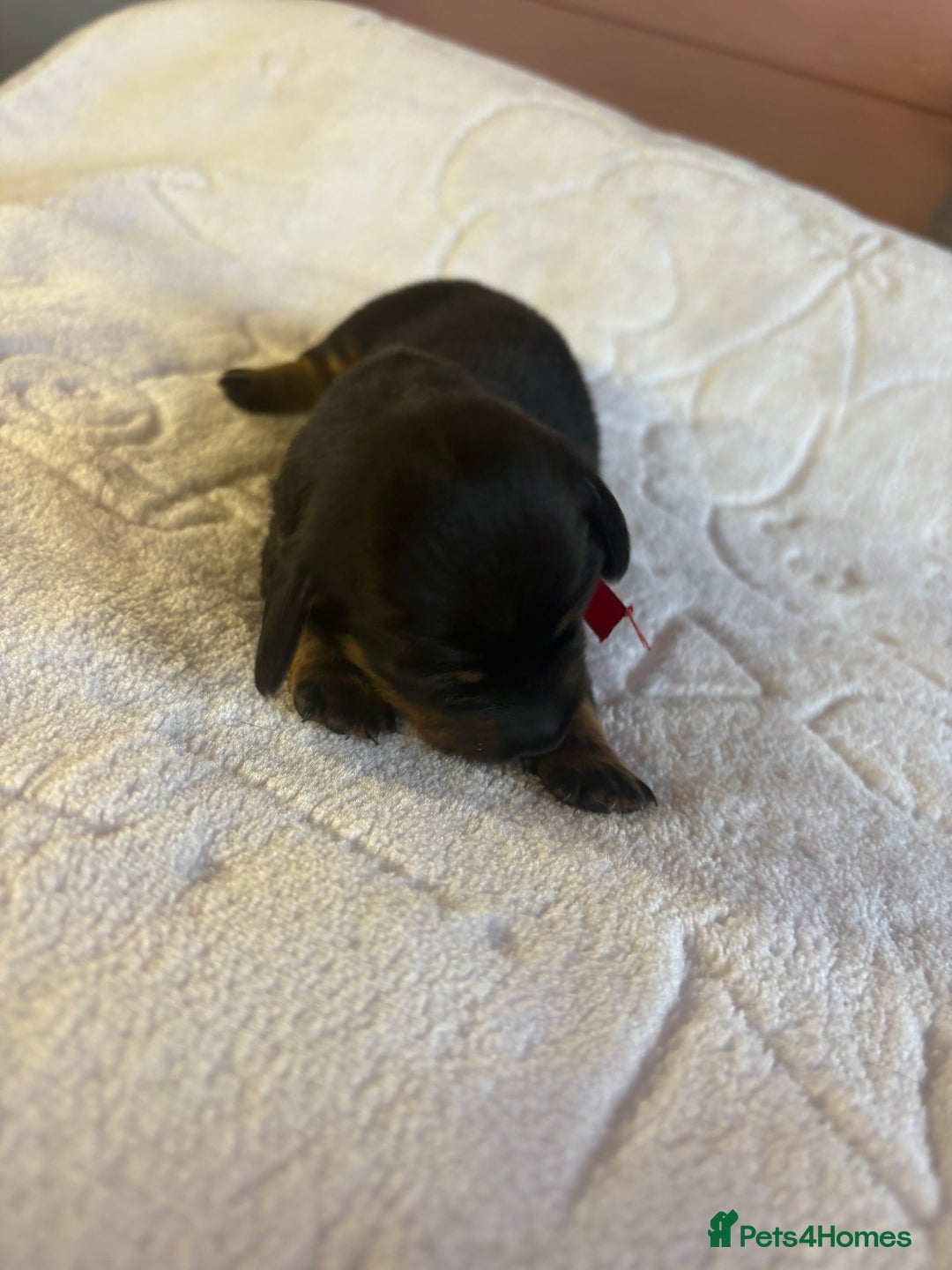 Dachshund dogs for sale: 4 mini dachshund pups - Image 4