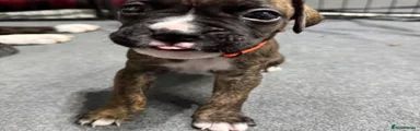 Boxer 3
